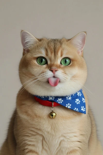 AI-generated Mochi in the Front, funny · Blue bandana look.